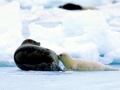 Harp Seal