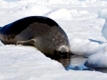 Harp Seal