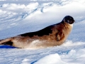 Harp Seal