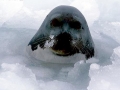 Harp Seal