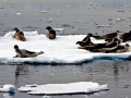 Harp Seal