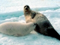 Harp Seal