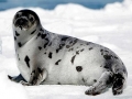 Harp Seal