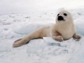 Harp Seal