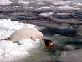 Harp Seal