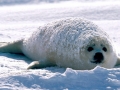 Harp Seal