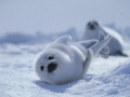 Harp Seal