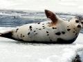 Harp Seal