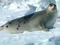 Harp Seal