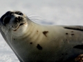 Harp Seal