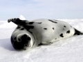 Harp Seal