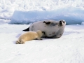 Harp Seal