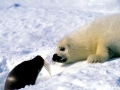 Harp Seal