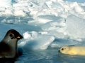 Harp Seal