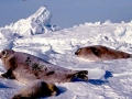 Harp Seal