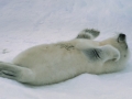 Harp Seal