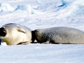 Harp Seal