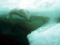 Harp Seal