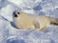 Harp Seal