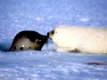 Harp Seal