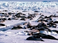 Harp Seal