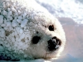 Harp Seal