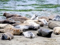 Harp Seal