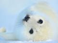 Harp Seal