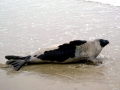 Harp Seal
