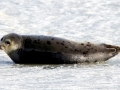 Harp Seal