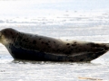 Harp Seal