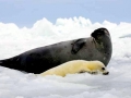Harp Seal