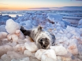 Harp Seal