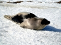 Harp Seal