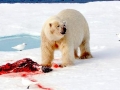 Harp Seal
