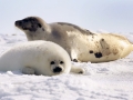 Harp Seal
