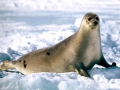Harp Seal