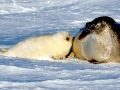 Harp Seal
