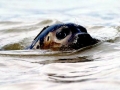 Harp Seal