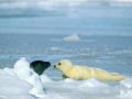 Harp Seal