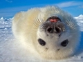 Harp Seal