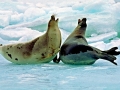 Harp Seal