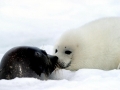 Harp Seal