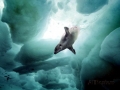 Harp Seal