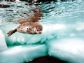Harp Seal