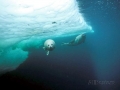Harp Seal