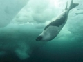 Harp Seal
