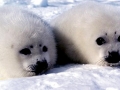 Harp Seal