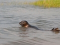 Harp Seal