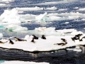 Harp Seal